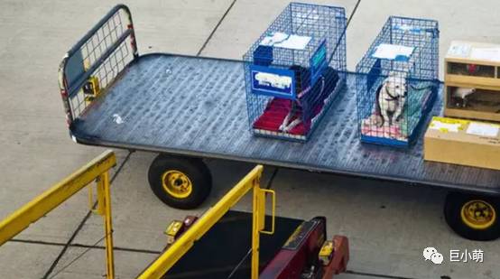 狗狗空运可以不跟机吗,狗狗托运哪个更安全