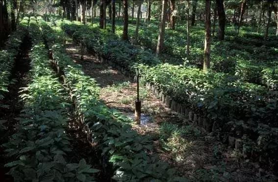 1201の“豆”游世界咖啡中的贵族——危地马拉