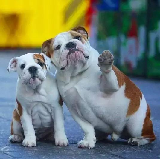 本山大叔赵本山,本山大叔和一猫一狗