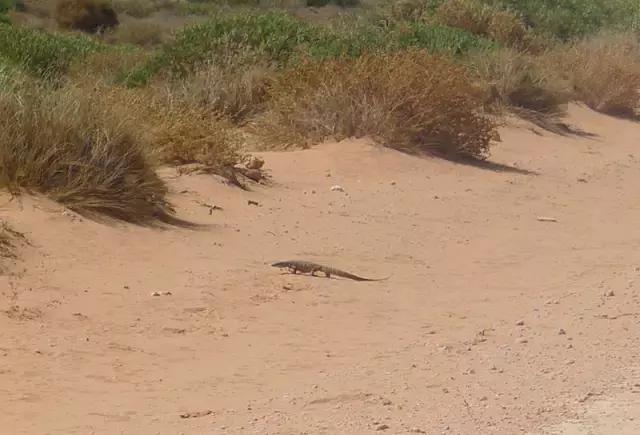 西澳珀斯游记,西澳游记攻略