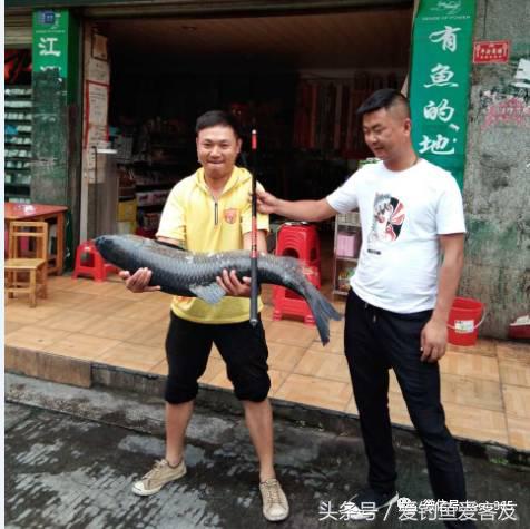 客友华夏鲤7号怎么样,客友华夏鲤鱼竿