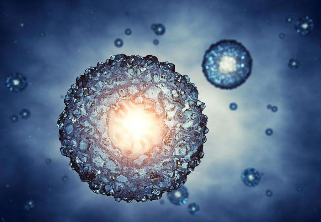 端粒酶活性高增殖能力高,端粒酶能使细胞无限增殖吗