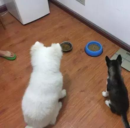 萨摩和哈士奇怎么相处,哈士奇打架萨摩