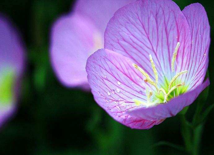 月见草含油量达25.1%含Y~亚麻酸达8.1%,最有开发前景