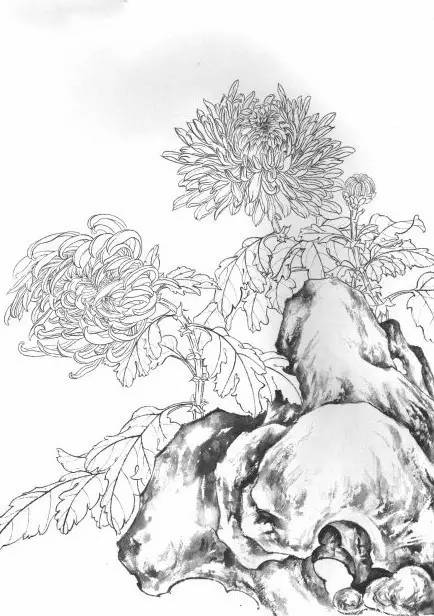 菊花白描工笔画图片大全,国画菊花鸟类白描教学视频