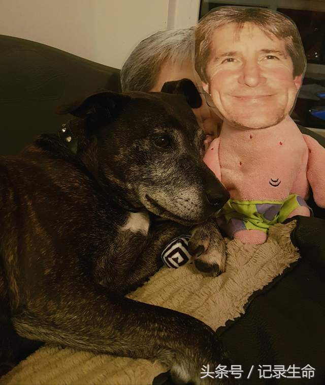 主人离开后狗狗情绪低落,主人出差狗狗大哭