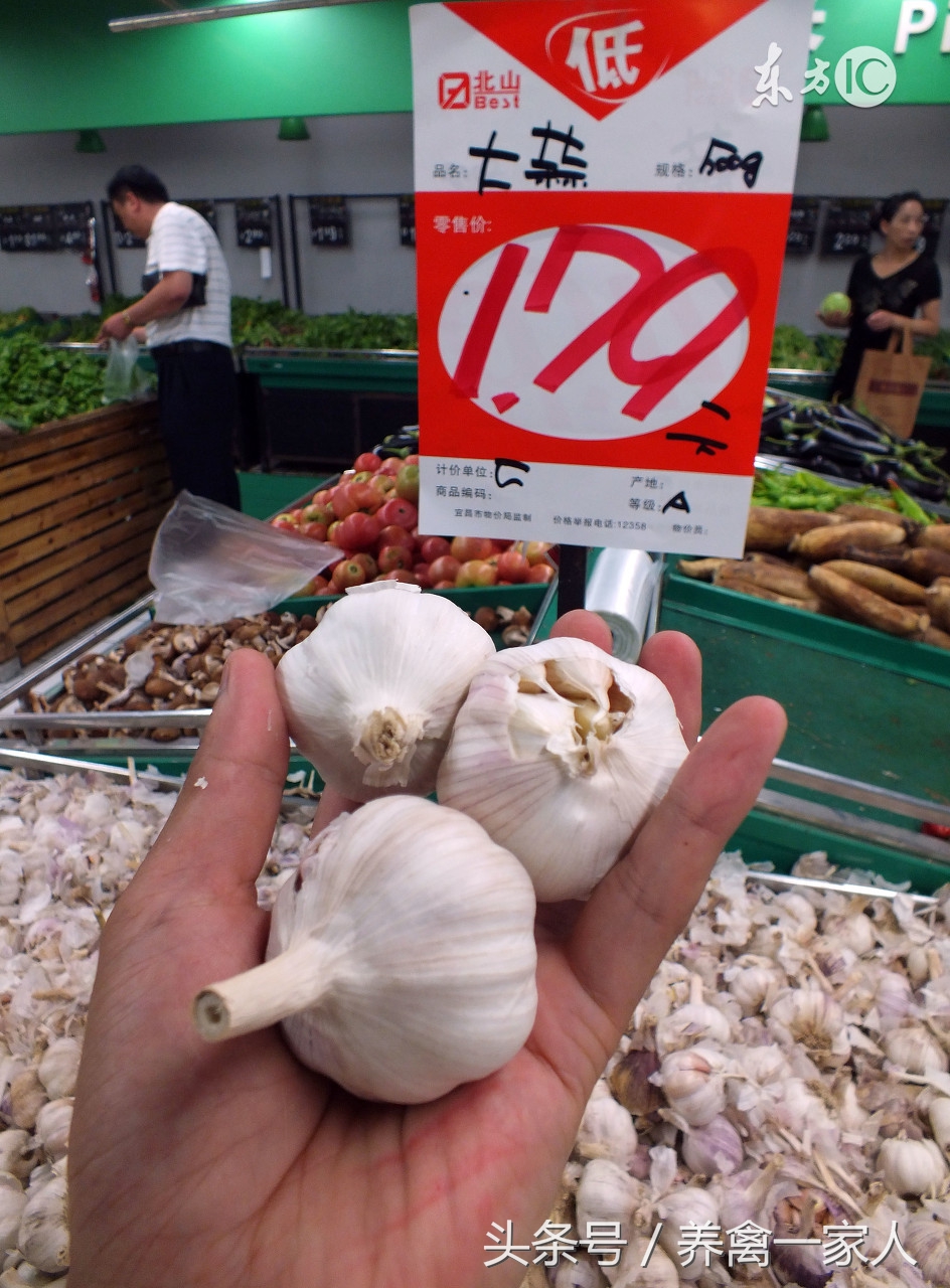 养鸡秘诀养鸡小技巧,养鸡技巧大蒜喂鸡的好处