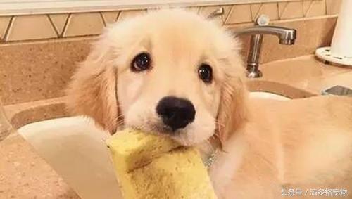 洗澡狗狗害怕,为什么洗澡狗狗喜欢跟着