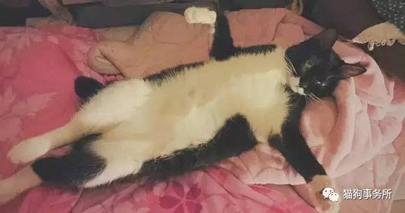 为什么猫可以让一个人的心情变好,猫能使人成熟的从来不是岁月