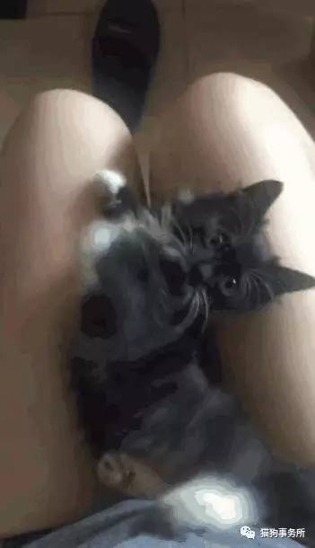 为什么猫可以让一个人的心情变好,猫能使人成熟的从来不是岁月