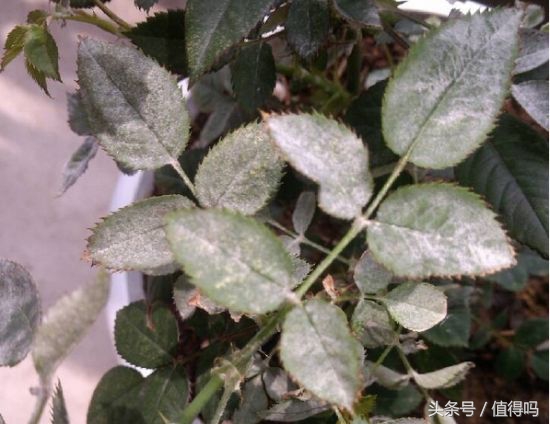 花卉病害的识别及防治,花卉百菌杀主要治什么病害