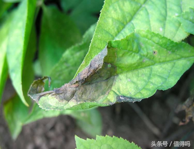 花卉病害的识别及防治,花卉百菌杀主要治什么病害