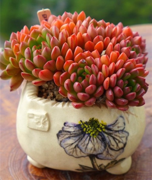 最值得买的多肉品种,包邮最漂亮多肉