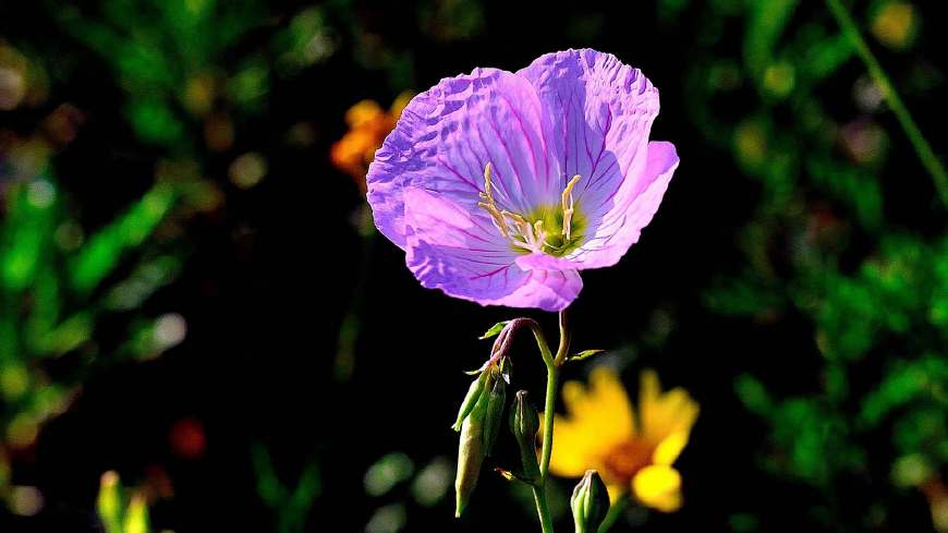 月见草含油量达25.1%含Y~亚麻酸达8.1%,最有开发前景
