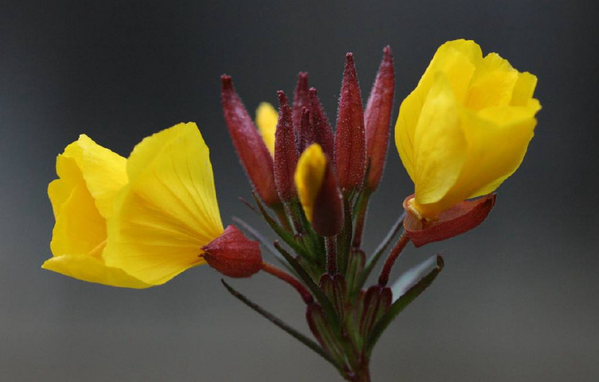 月见草含油量达25.1%含Y~亚麻酸达8.1%,最有开发前景