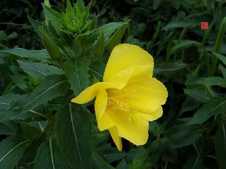 月见草含油量达25.1%含Y~亚麻酸达8.1%,最有开发前景