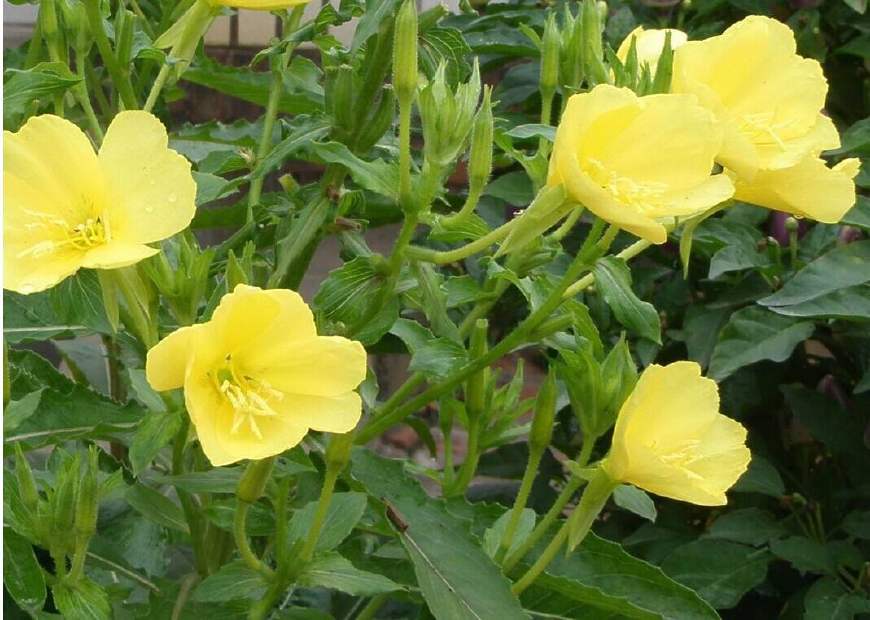 月见草含油量达25.1%含Y~亚麻酸达8.1%,最有开发前景