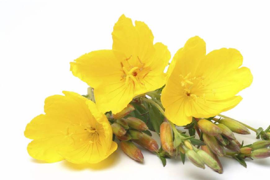 月见草含油量达25.1%含Y~亚麻酸达8.1%,最有开发前景