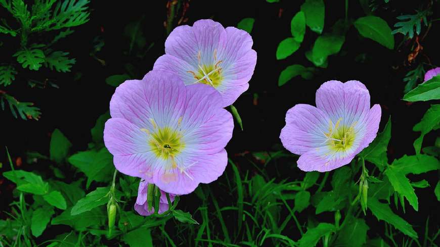 月见草含油量达25.1%含Y~亚麻酸达8.1%,最有开发前景