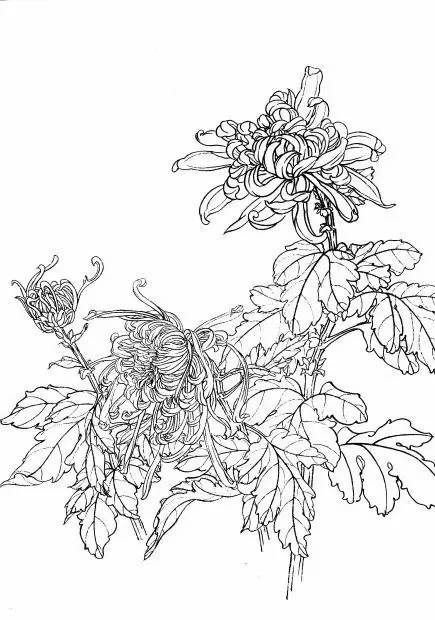 菊花白描工笔画图片大全,国画菊花鸟类白描教学视频