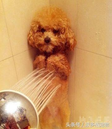 洗澡狗狗害怕,为什么洗澡狗狗喜欢跟着