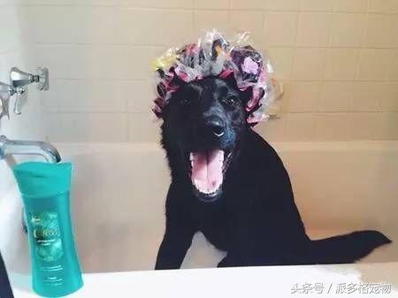 洗澡狗狗害怕,为什么洗澡狗狗喜欢跟着