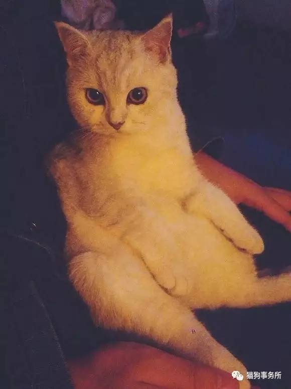 为什么猫可以让一个人的心情变好,猫能使人成熟的从来不是岁月