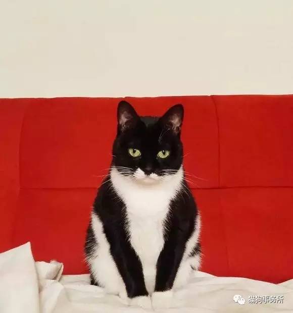 为什么猫可以让一个人的心情变好,猫能使人成熟的从来不是岁月