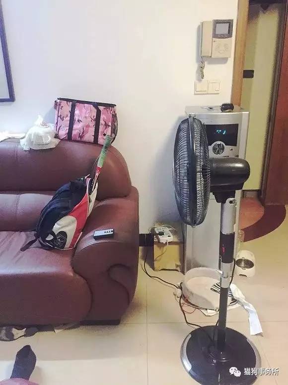 为什么猫可以让一个人的心情变好,猫能使人成熟的从来不是岁月