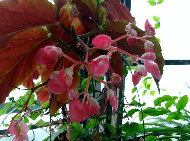 华为千元机畅享7s,华为畅享7p值得买吗