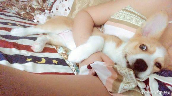 第一次买柯基怎么避坑,五千以上柯基