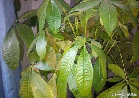 花卉病害的识别及防治,花卉百菌杀主要治什么病害