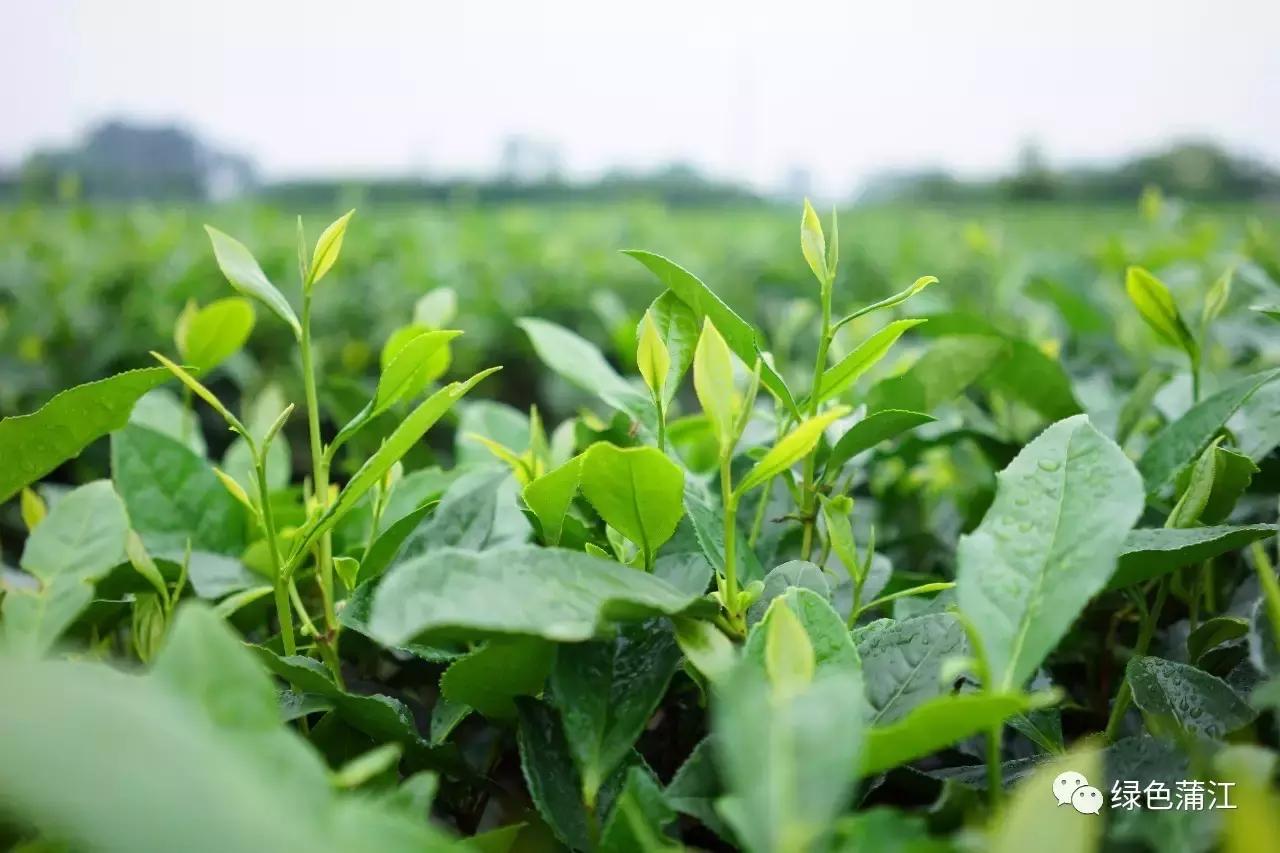 制陶、染布、品美食,6月24—25日,来成都仁和春天感受明月村的诗意生活