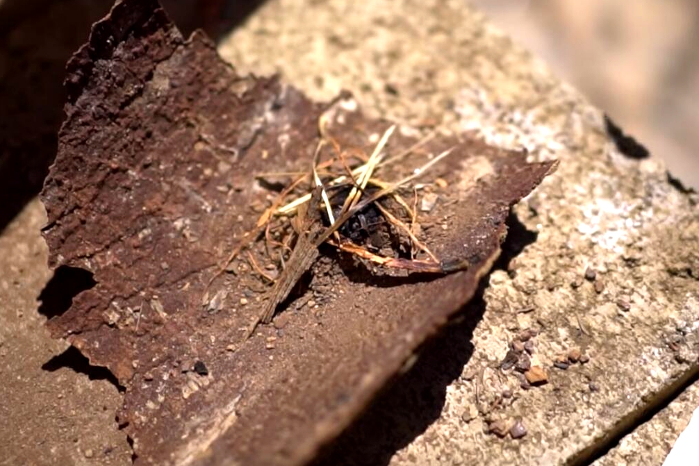 野外求生必备技巧技能,野外求生各种实用道具