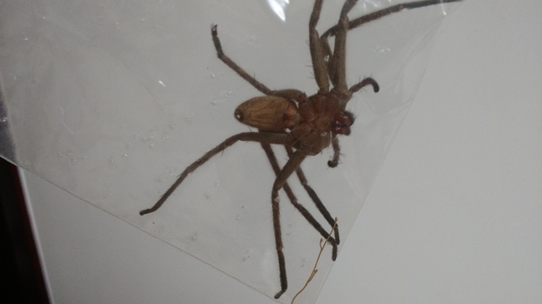 杀灭蟑螂的最有效办法,如何有效消灭家里蟑螂