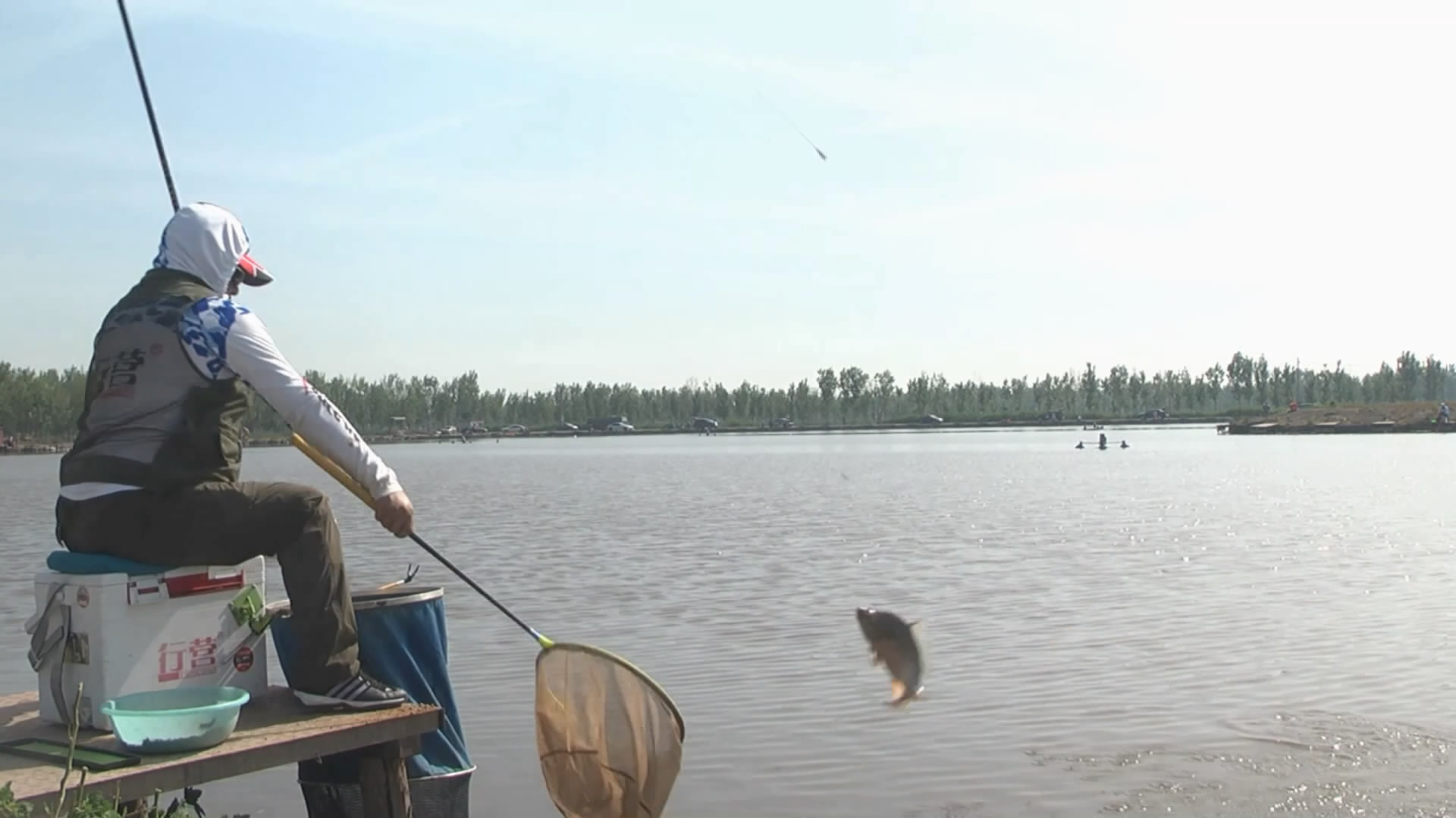黑坑钓鱼快速抢鱼,黑坑抢鱼和野钓