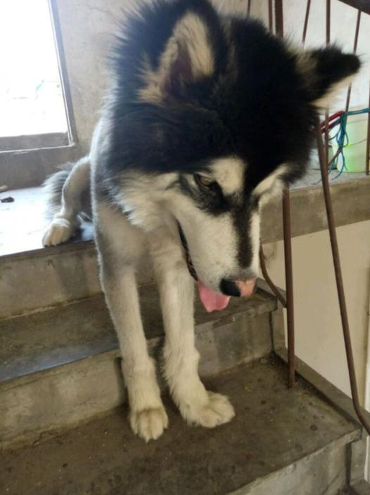 阿拉斯加被主人锁在楼梯间，不停发出哀怨的叫声，让人听得心生凄凉
