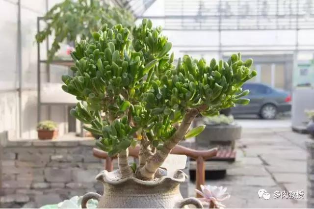 6种名字充满趣味性的多肉,推荐八种高颜值多肉好看又好养