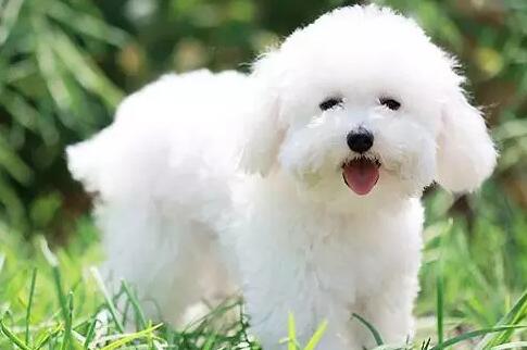 为何它眼旁常有泪痕，不要以为它是爱你爱得深沉！