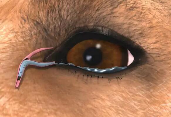 为何它眼旁常有泪痕，不要以为它是爱你爱得深沉！