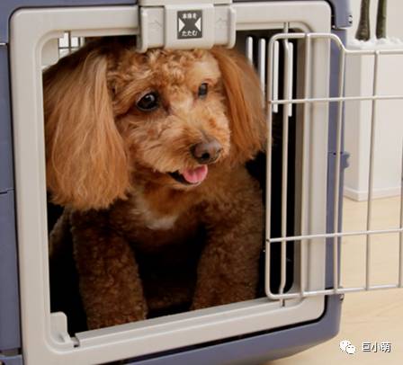 狗狗空运可以不跟机吗,狗狗托运哪个更安全