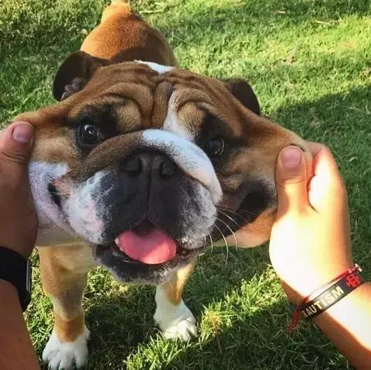 本山大叔赵本山,本山大叔和一猫一狗