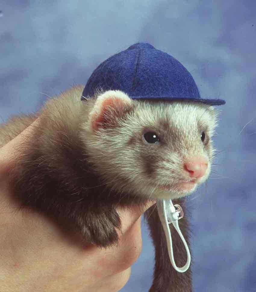 适合小白养的宠物貂,什么宠物貂品种好养