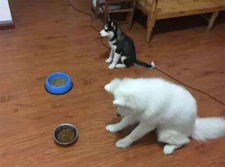 萨摩和哈士奇怎么相处,哈士奇打架萨摩