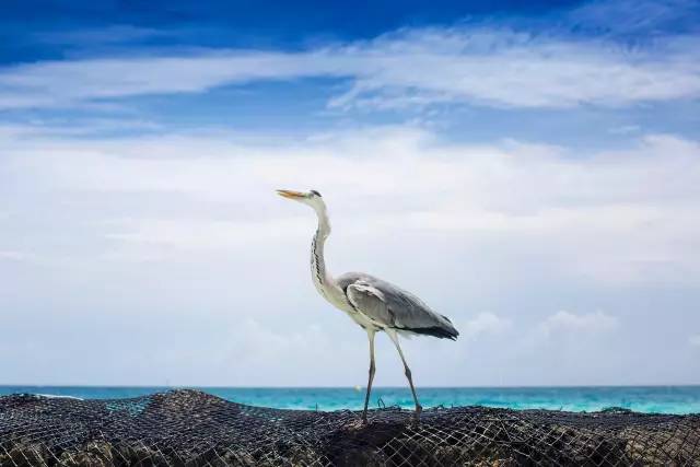 谁说带着娃就不能度蜜月？｜你没见过的马尔代夫游记
