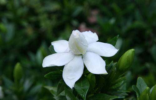 栀子花黄叶怎么补救最快,栀子花黄叶了怎么补救