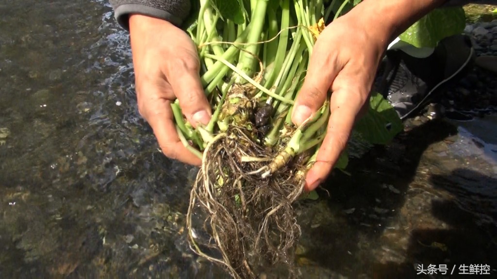 刺身中山葵酱好还是芥末好,山葵酱和芥末的区别是什么