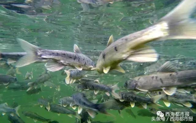 震撼！湟鱼风暴来袭！百万湟鱼洄游……