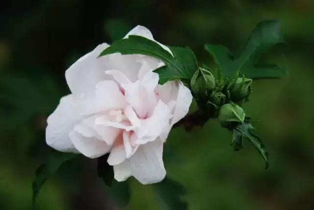 三色木槿的养殖方法和注意事项,木槿和三角梅哪个好养活