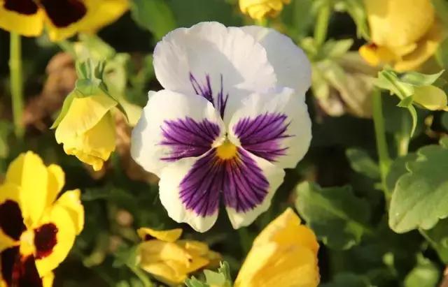 三色木槿的养殖方法和注意事项,木槿和三角梅哪个好养活